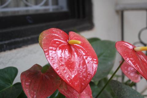 Goa Flowers - Download Goa Photos
